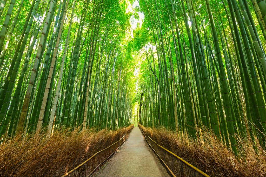 Bambuszerdő, Sagano, Arashiyama