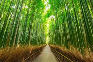 Sagano bambuszliget és Arashiyama gyalogtúra