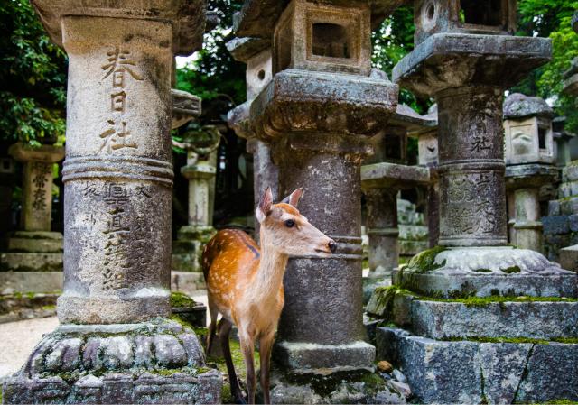 Szarvasok a Nara parkban, Nara