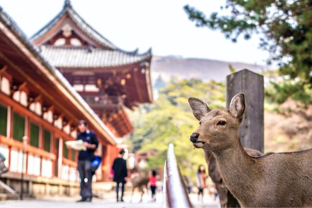 Szarvas a Kasuga Taisha-szentélynél, Nara