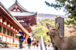 Szarvas a Kasuga Taisha-szentélynél, Nara