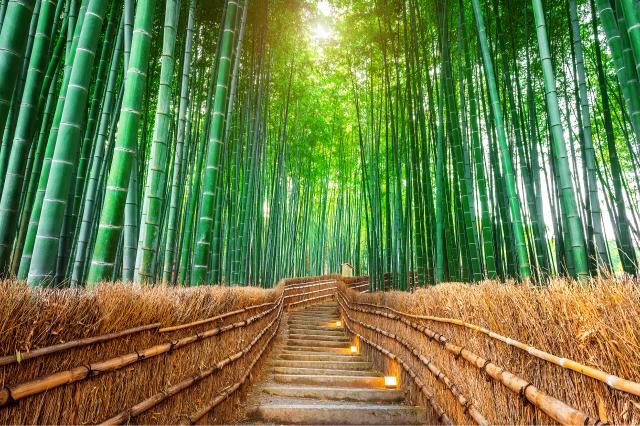 Bambuszerdő, Arashiyama