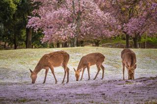 A Nara Park tavasszal, Nara, Japán