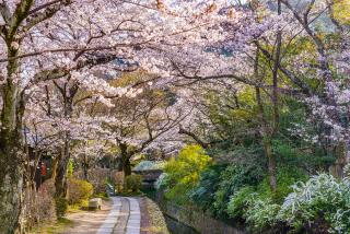 Filozófusok ösvénye tavasszal, Kiotó, Japán