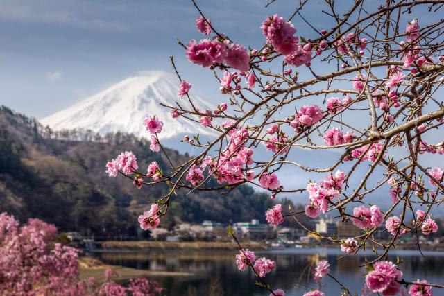 A Fuji-hegy Sakura idején az Ashi tónál, Hakone, Japán
