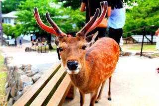 Kíváncsi vadon élő őz Narában, Nara, Japán