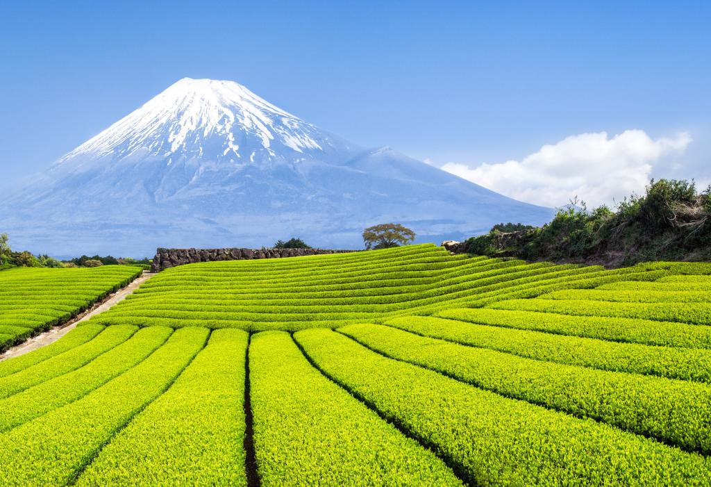 Teaültetvények, háttérben a Fuji-heggyel