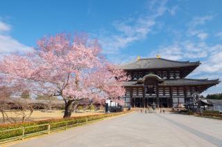 Todaiji templom virágzó cseresznyefával, Nara, Japán