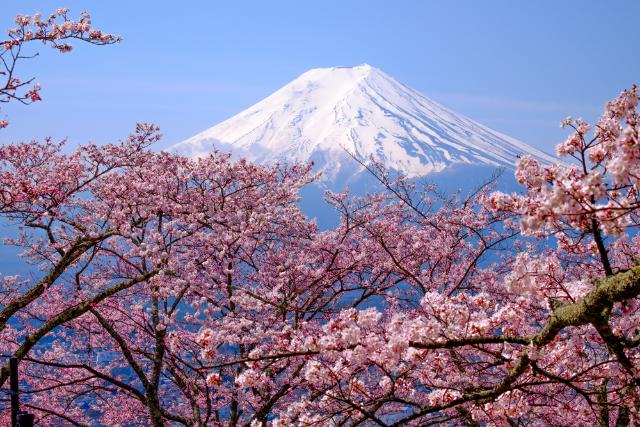 Sakura, azaz cseresznyevirágok a Fuji-hegynél