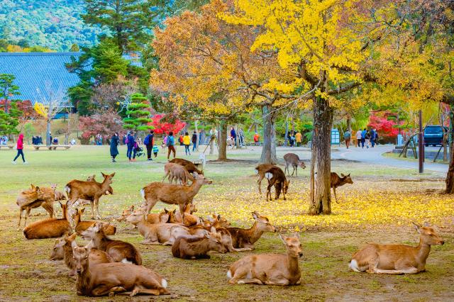 Nara Park a szelíd szarvasokkal, Nara 